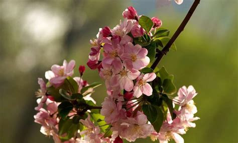 海棠花季節|海棠花开花时间及花期详解（盘点各地海棠花盛开时。